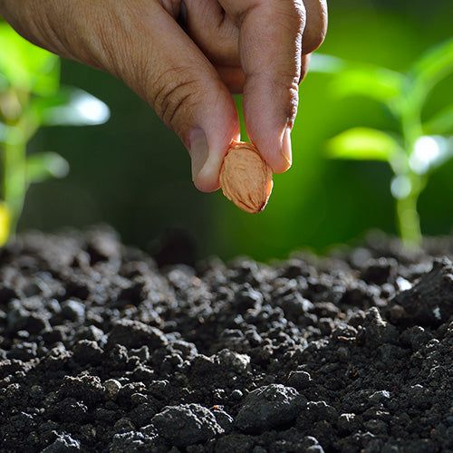 Seed